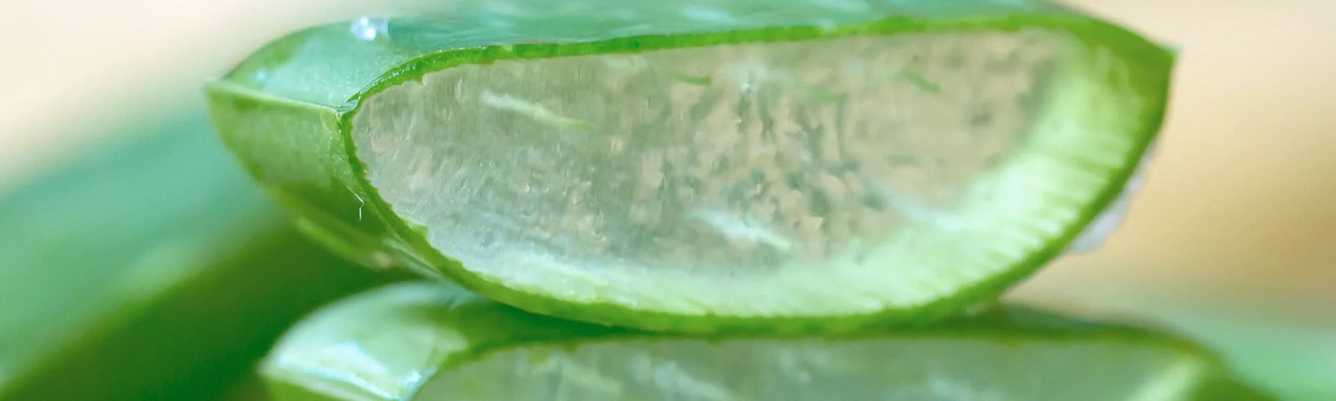 Frisches Aloe-vera-Gel in einem aufgeschnittenen Blatt als natürliche Pflege bei Sonnenbrand