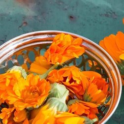 Calendula-Blumen auf grüner Fläche neben Sieb mit abgeschnittenen Calendula-Blüten