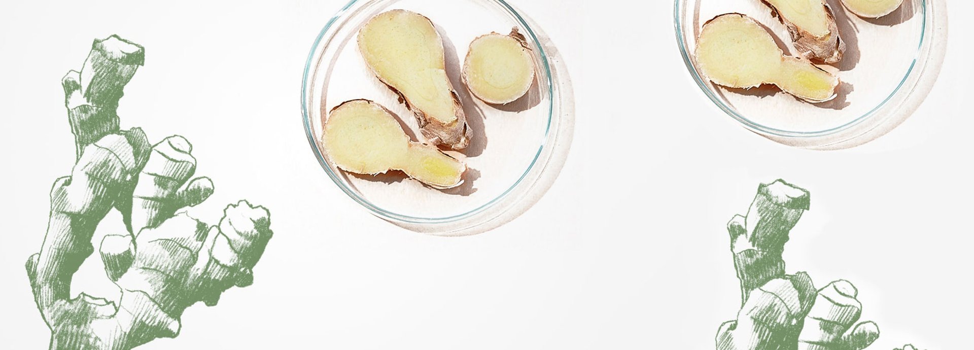 Ingwerscheiben in Petrischalen und gezeichnete Ingwerknollen