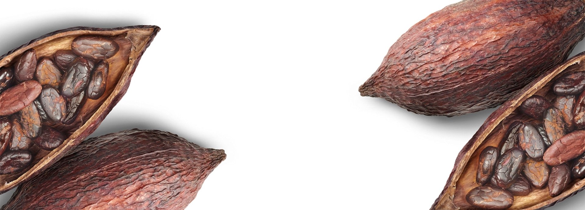Querschnitt-Nahaufnahme von zwei aufgeschnittenen Kakaobohnen