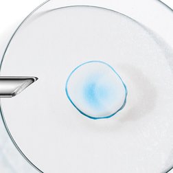 Tropfen Menthol-Extrakt wird aus Pipette in eine Petrischale getropft