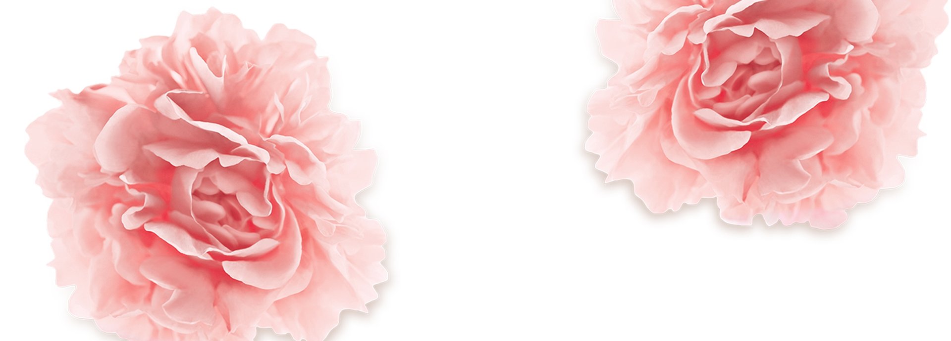 Zwei Pfingstrosen-Blüten