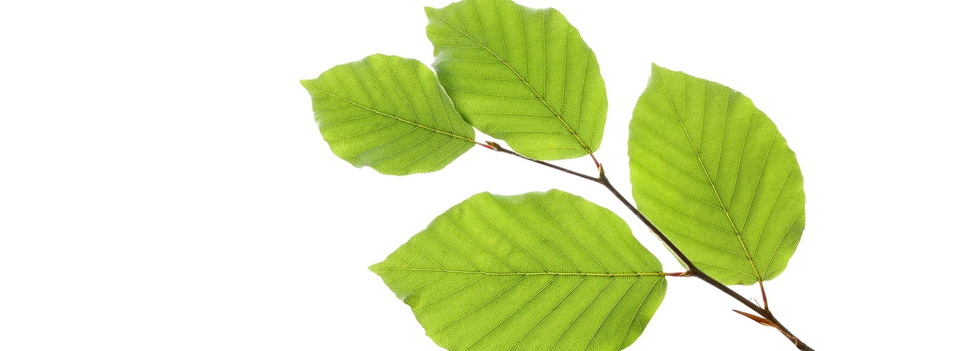 Dünner Ast mit Buchen-Blättern