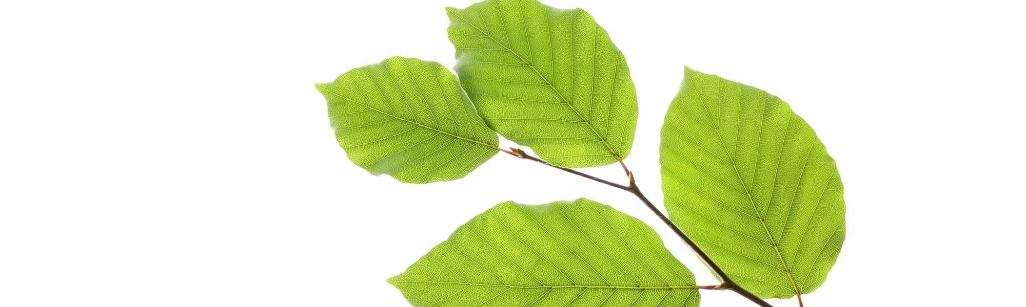 Dünner Ast mit Buchen-Blättern