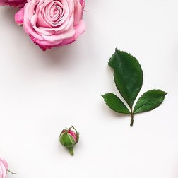 Rosen-Blätter und Rosen-Blüten auf weißem Grund