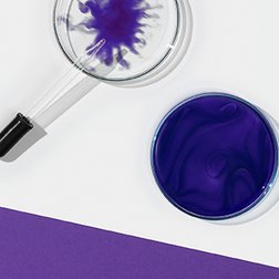 Petrischalen mit violetten Farbpigmenten sowie eine Pipette