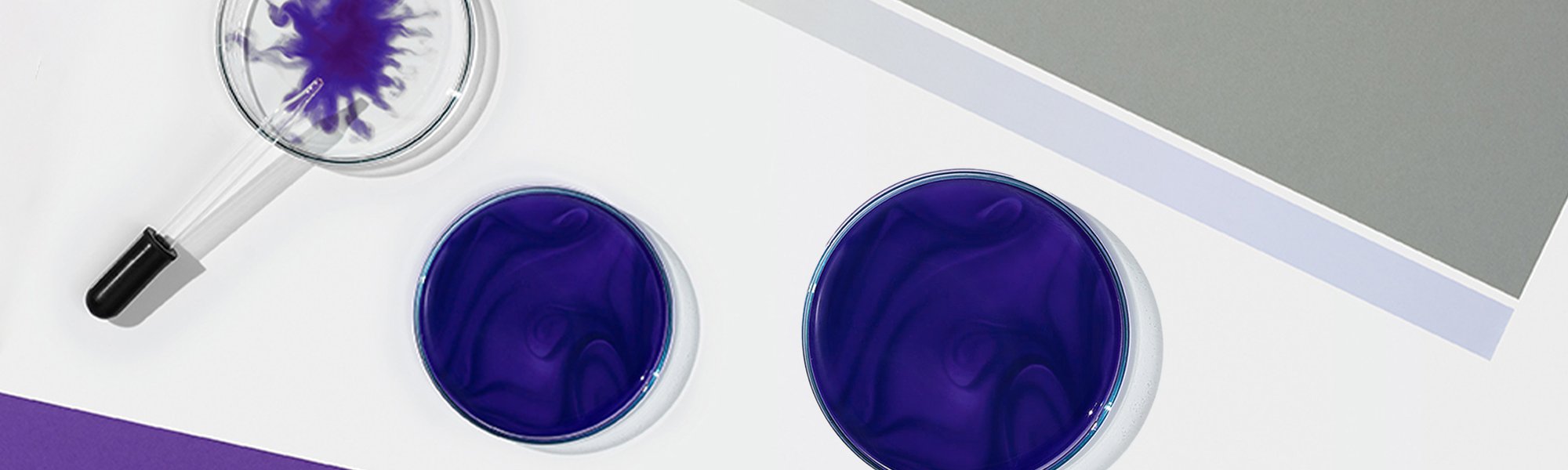 Petrischalen mit violetten Farbpigmenten sowie eine Pipette