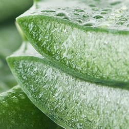 Aloe Vera Blätter, zwei davon in der Mitte aufgeschnitten