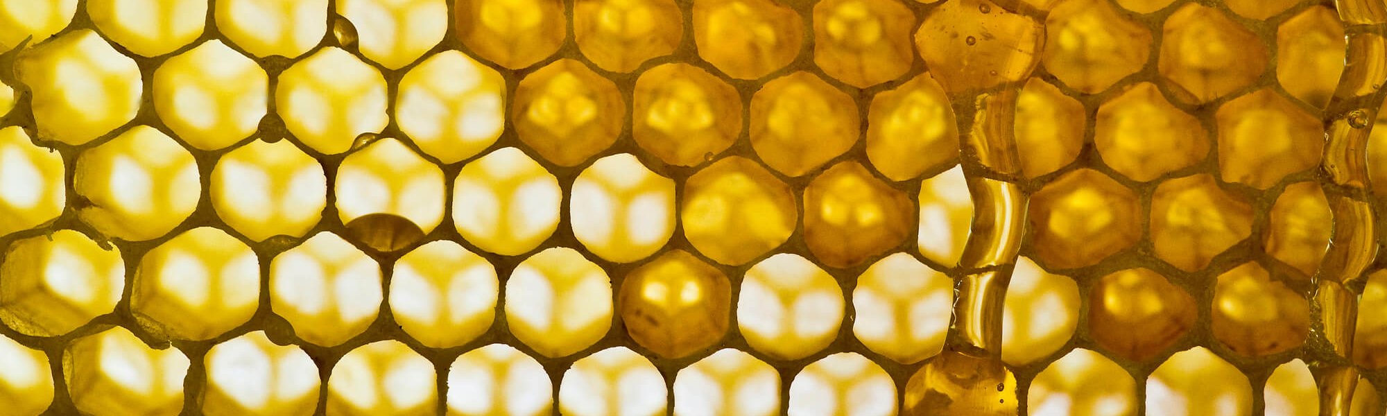 We Reveal The Benefits Of Roya Jelly For The Skin Article