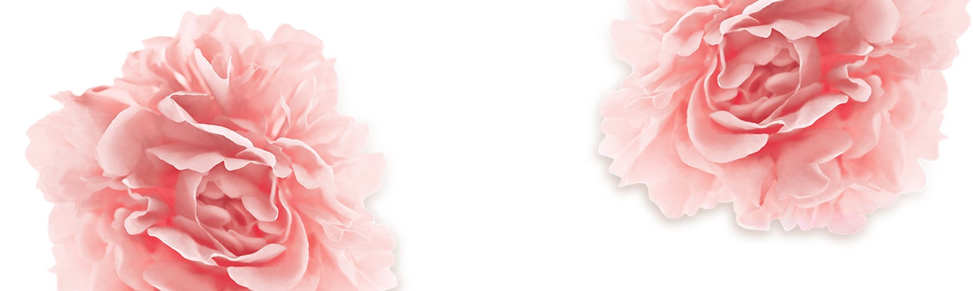 Zwei Pfingstrosen-Blüten